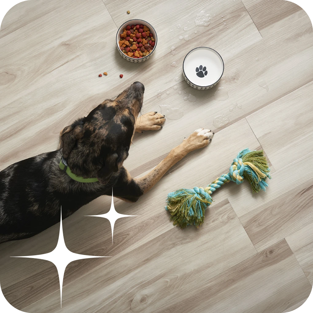 Dog laying on laminate flooring with water and food spilled out of its bowl | Lloyd's Carpets & Draperies
