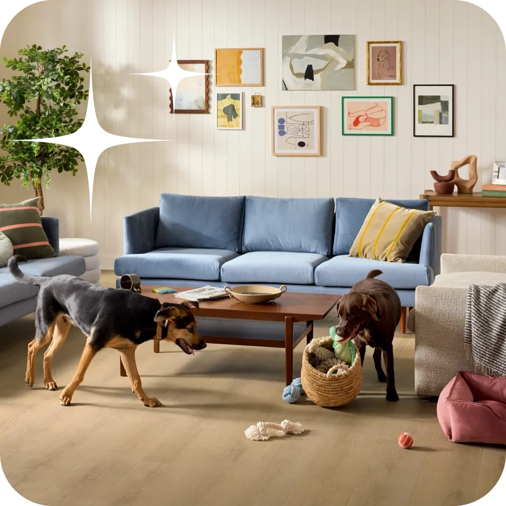 Dogs playing in living room